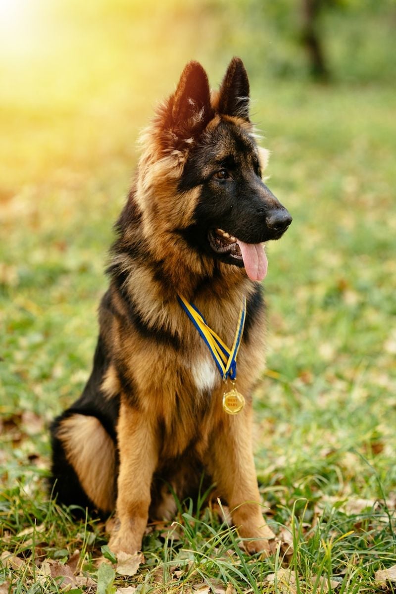 Altdeutsche Schäferhunde (Old German Shepherd)