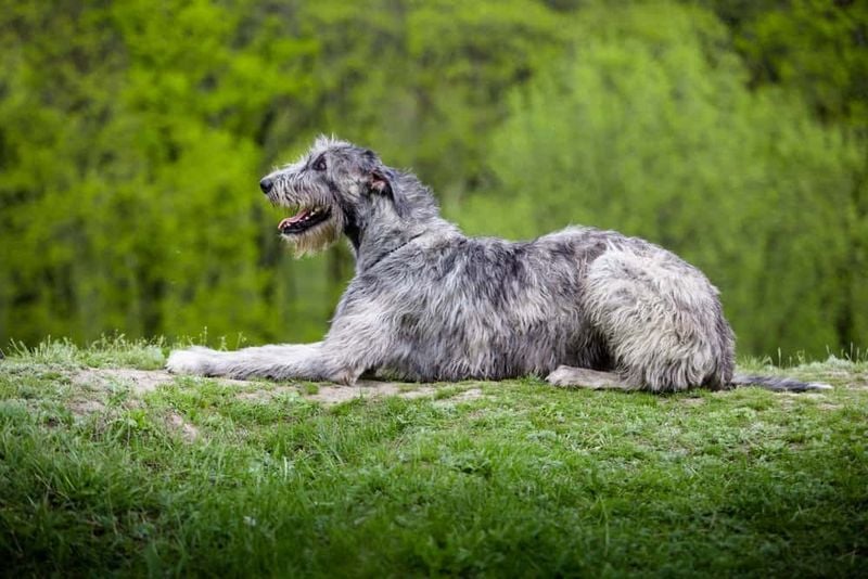 Irish Wolfhound: The Ancient Bear Hunter