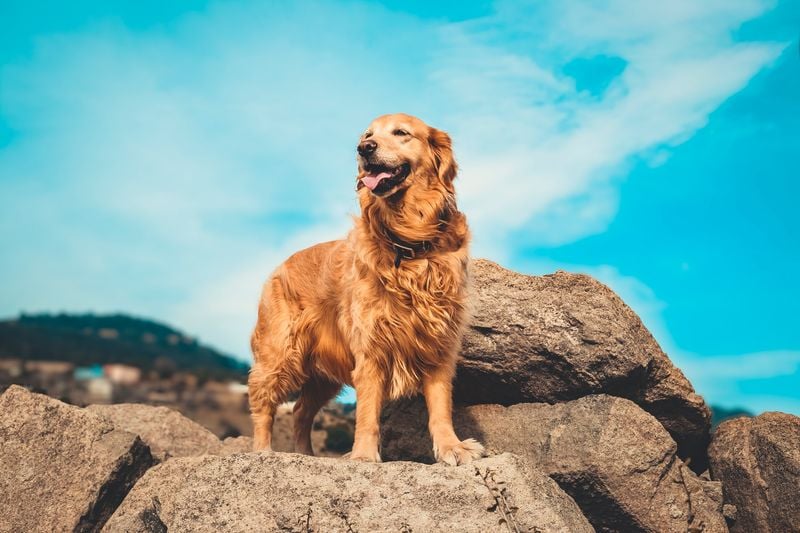 Golden Retriever: The Soft-Mouthed Wonder