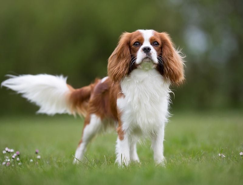 Cavalier King Charles Spaniel