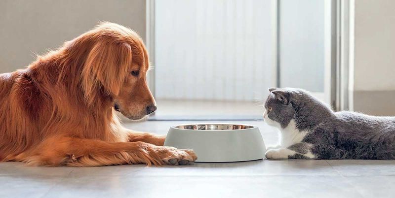 Feed them separately