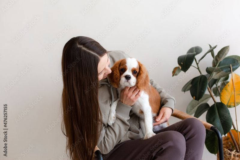 Cavalier King Charles Spaniel