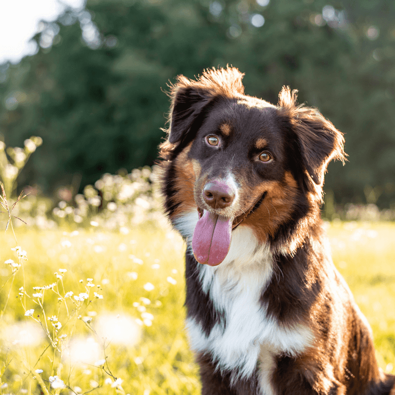 Australian Shepherds: Vibrant Souls with Unwavering Commitment