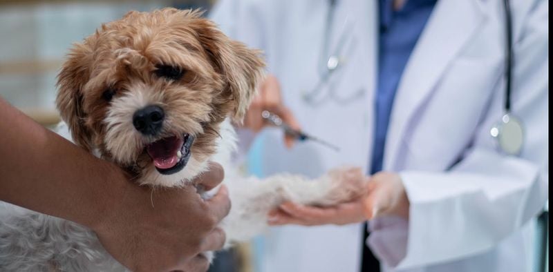 Vet Bills Are Financial Jump Scares