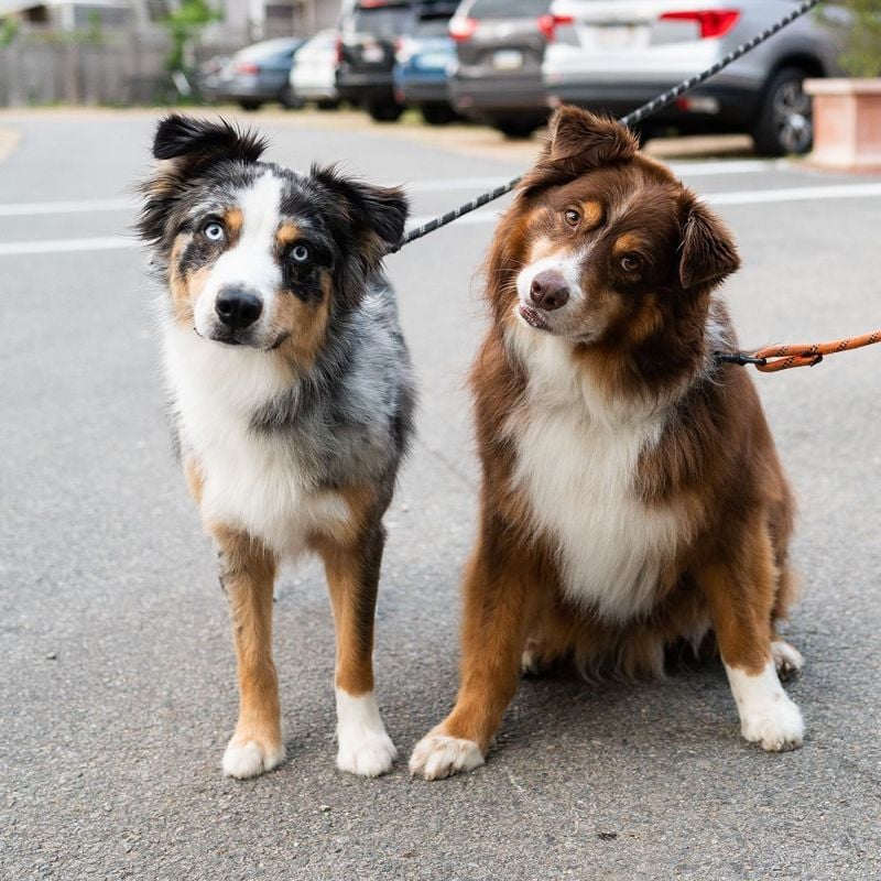 Australian Shepherds: Working Duo