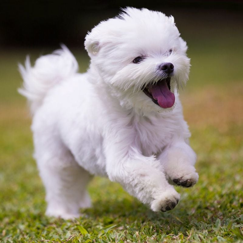 Maltese