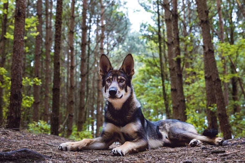 Black Tamaskan Dog