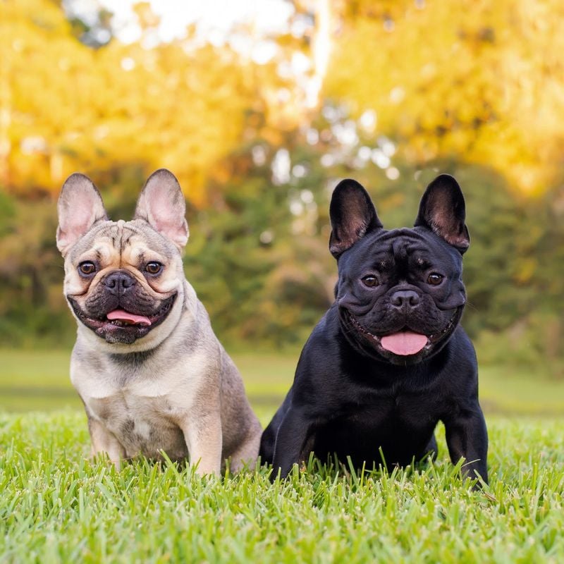 French Bulldog
