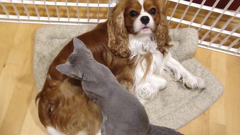Cavalier King Charles Spaniels