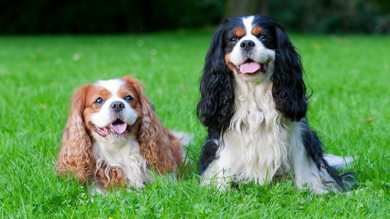 Cavalier King Charles Spaniel