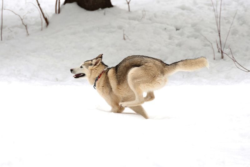 Siberian Husky