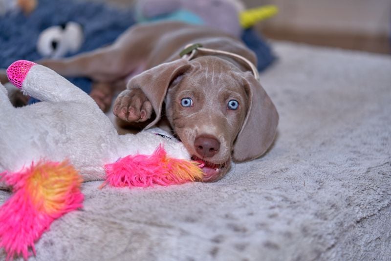 Weimaraner