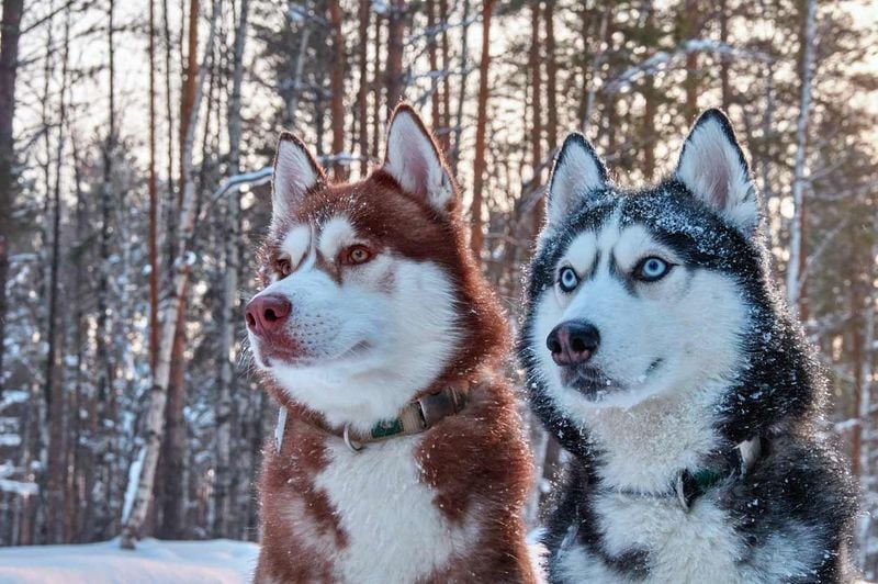 Siberian Husky: Arctic Sound Navigators