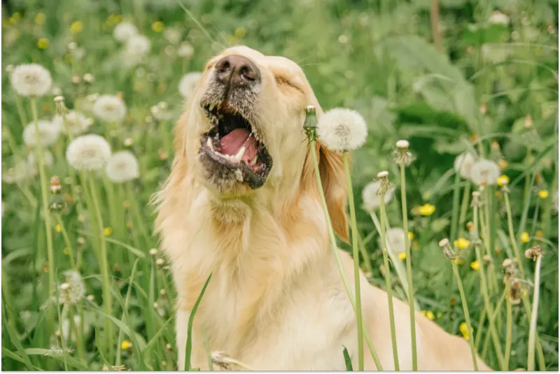 Sneezing Fits