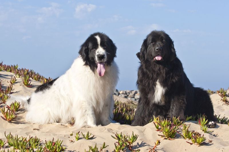 Newfoundland: Water-Loving Giants with Brief Spans