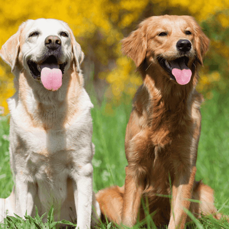 Labrador Retriever vs. Golden Retriever
