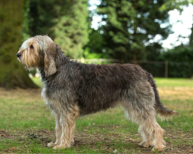 Otterhound (UK)
