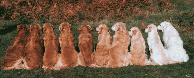 Coat Differences