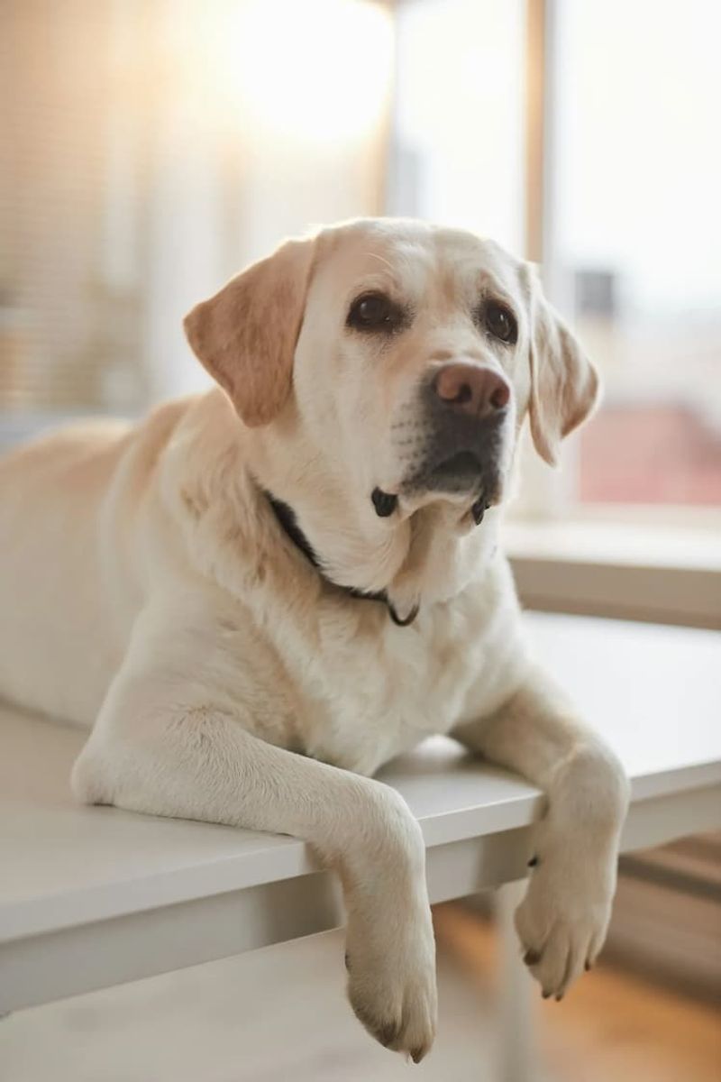 Labrador Retriever