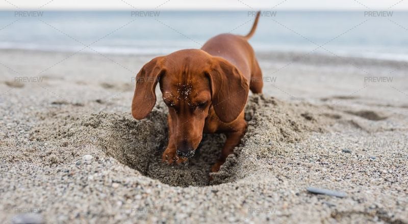 Dachshund