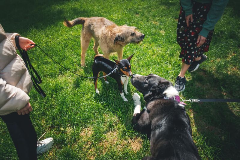 Letting Them Socialize