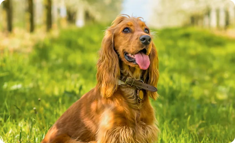 Cocker Spaniel
