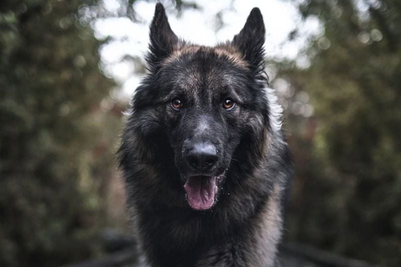 Black Shiloh Shepherd