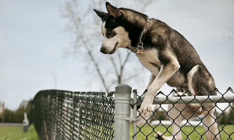 Siberian Husky