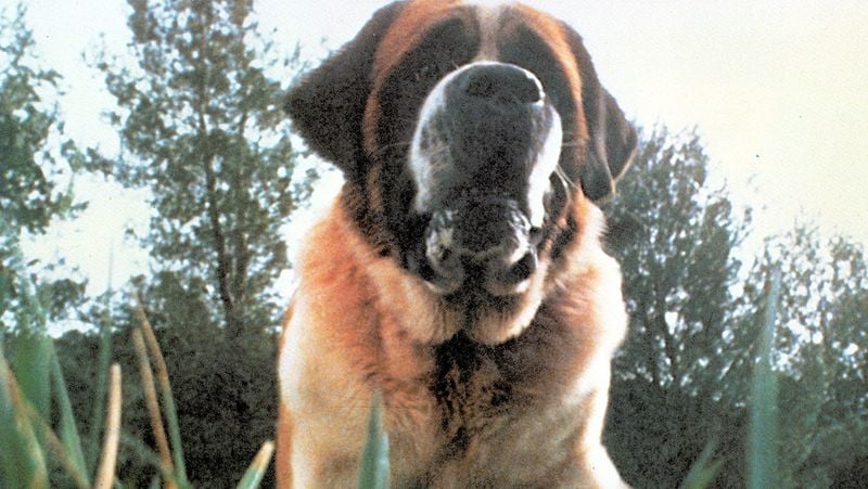 Cujo