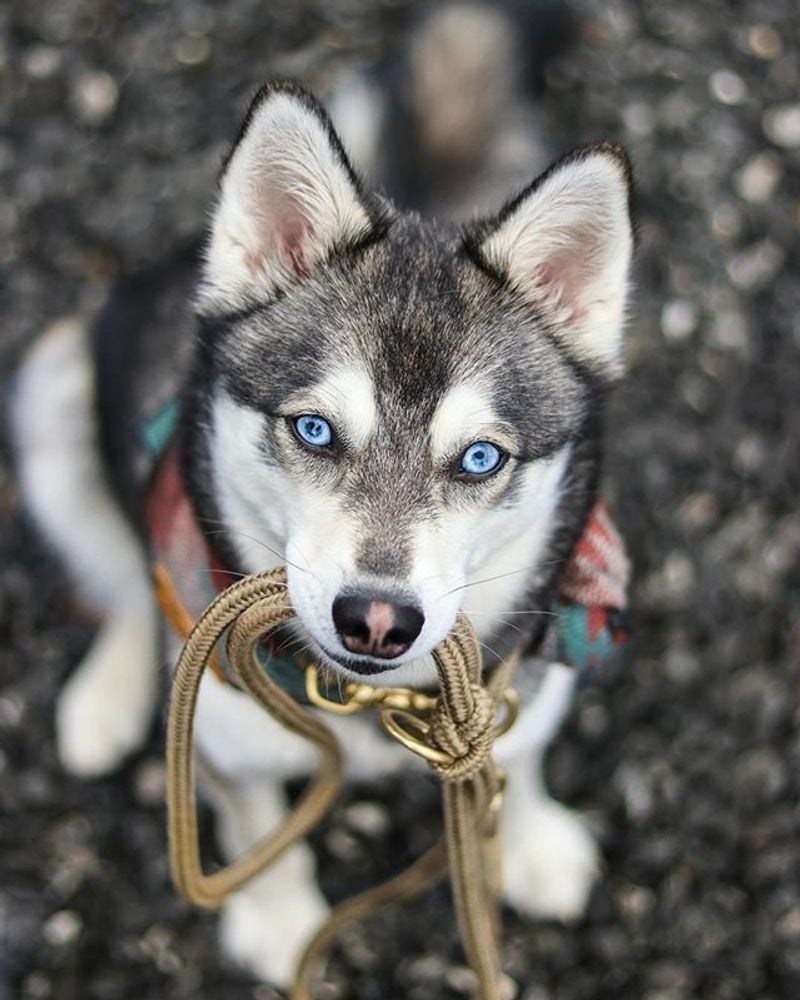 Leash Loyalty Is Non-Negotiable