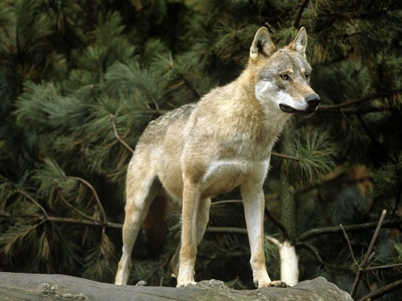 Lupo Italiano: Italy's Protected Wolf-Dog
