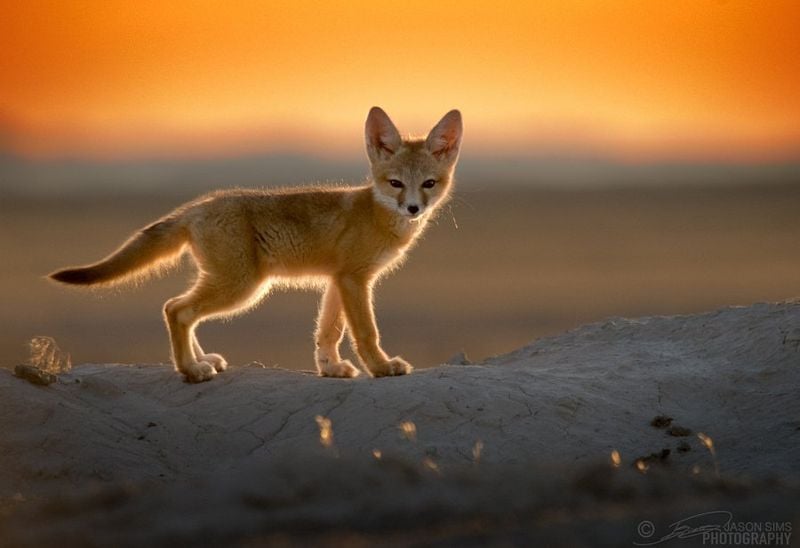 Kit Fox (Vulpes macrotis)