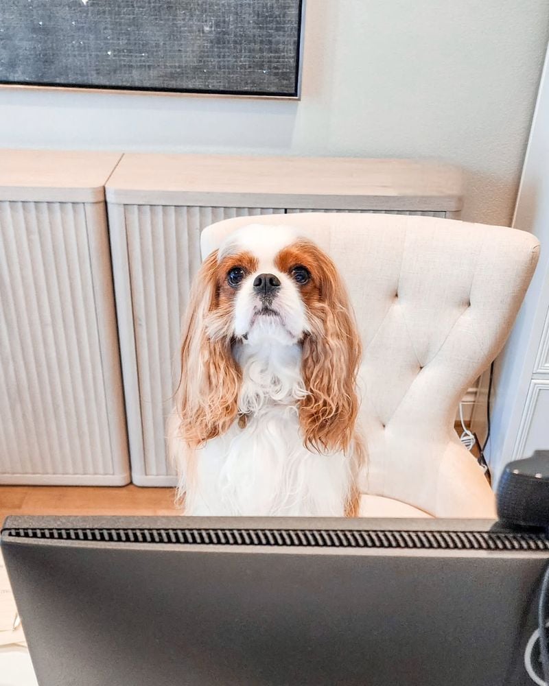 Cavalier King Charles Spaniel