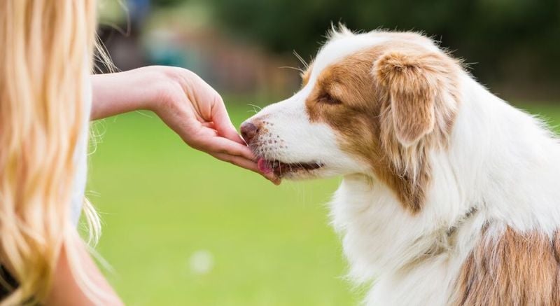 Use High-Value Treats