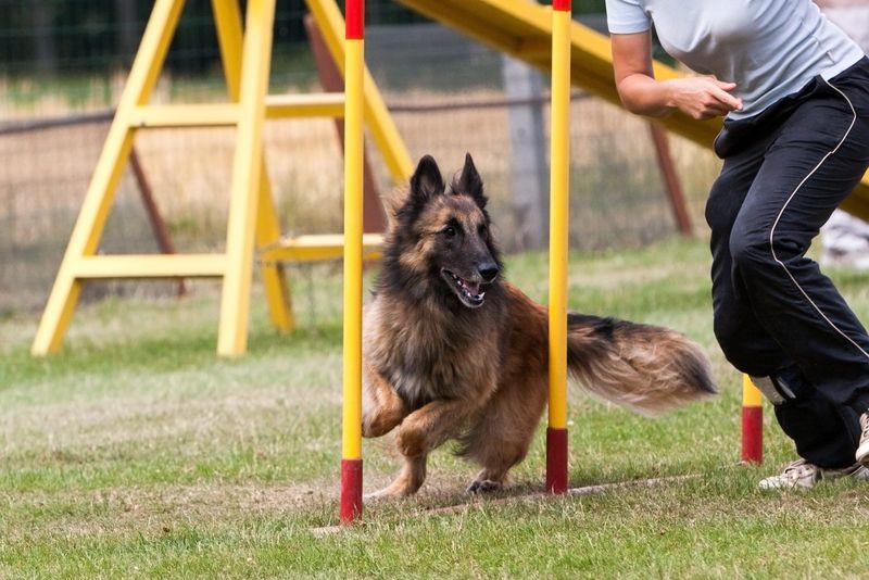 Belgian Tervuren: The Elegant Achiever