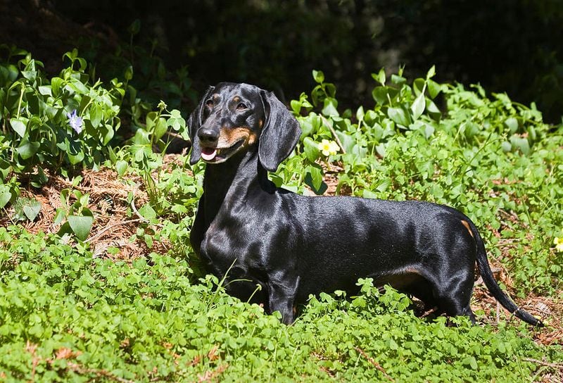 Dachshund