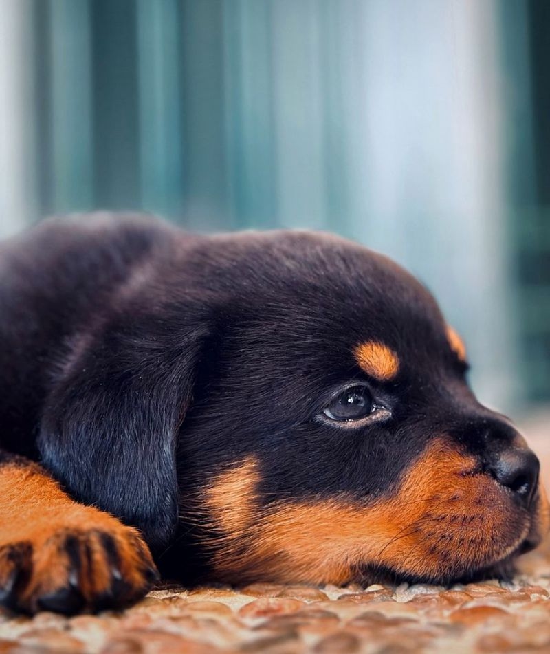 Rottweiler: Powerful Defender With a Gentle Soul