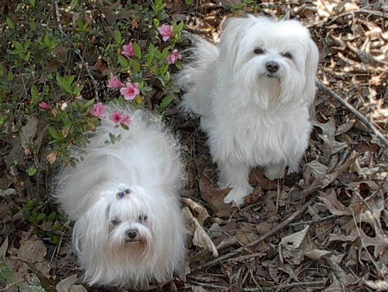 Havanese vs. Maltese