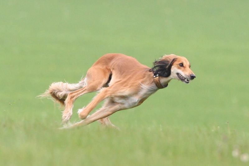 Saluki