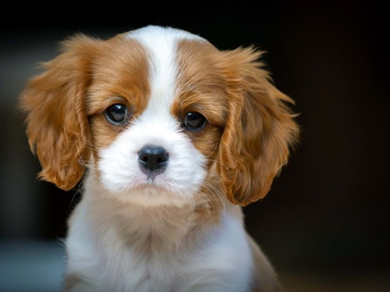 Cavalier King Charles Spaniel: Royalty With Puppy Dog Eyes