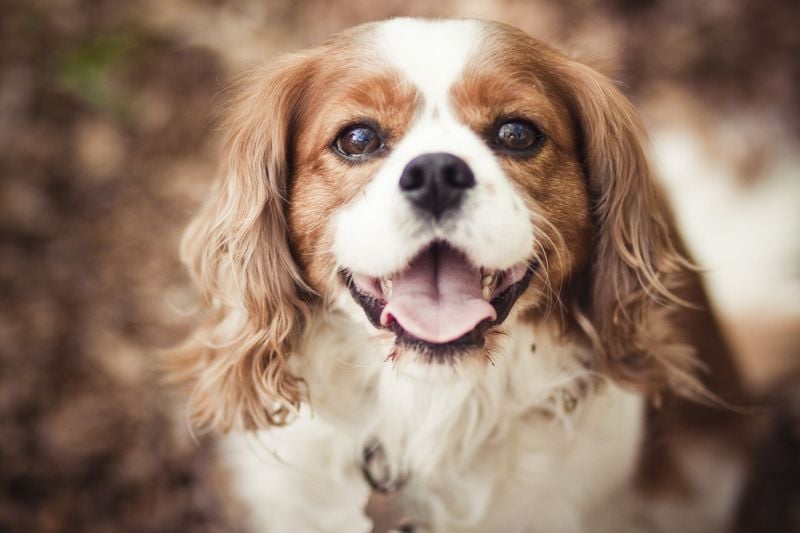 Cavalier King Charles Spaniels: The Ultimate Heart-Melters