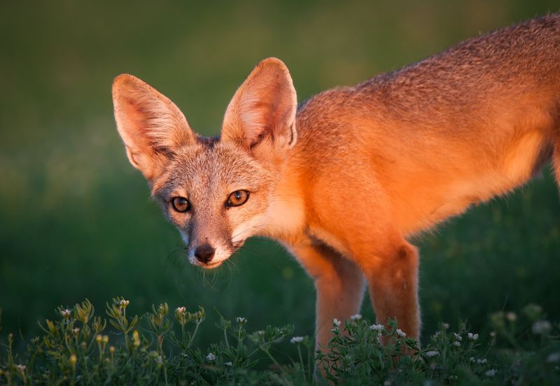 Chihuahua Desert Fox (Urocyon cinereoargenteus peninsularis)