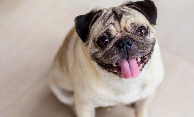 Pug