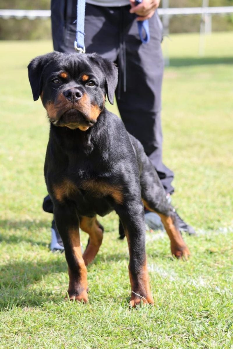 Rottweiler