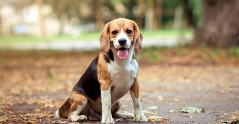 6 Bark-Happy Dog Breeds That Rarely Stay Silent