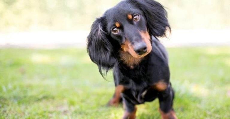 6 Reasons Mini Dachshunds Are Amazing (and 6 Reasons They’re a Challenge)
