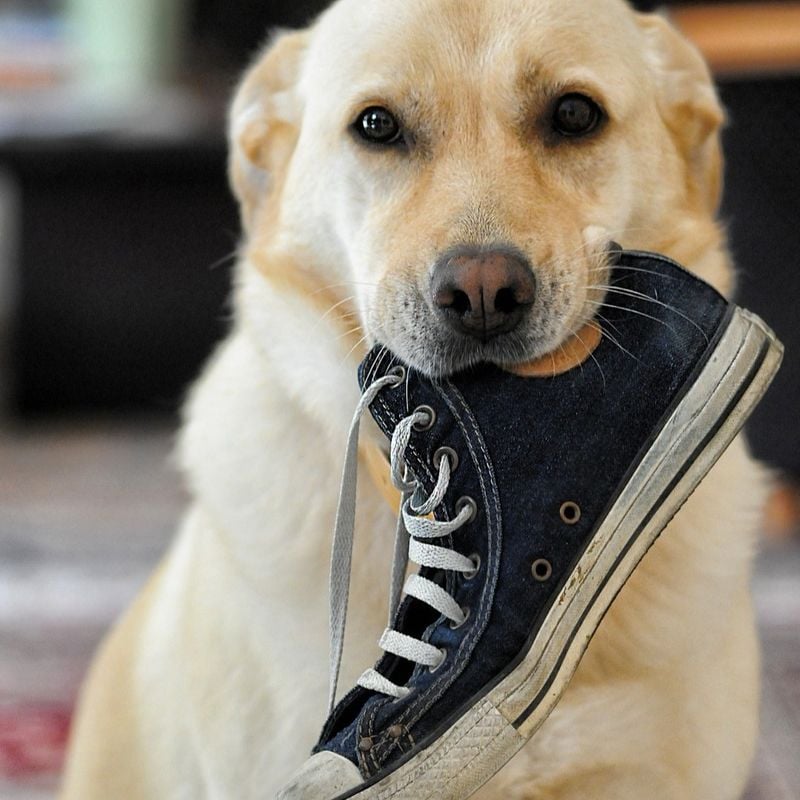 Destructive Behavior When Left Alone