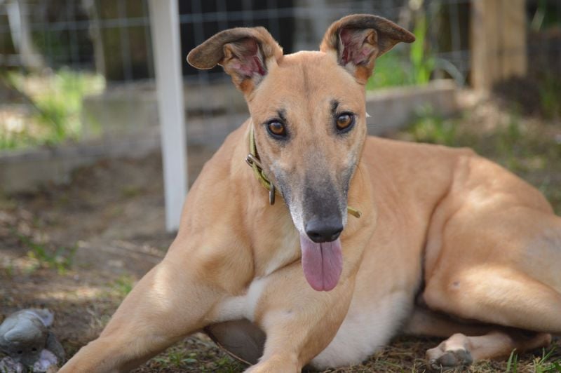 Greyhound