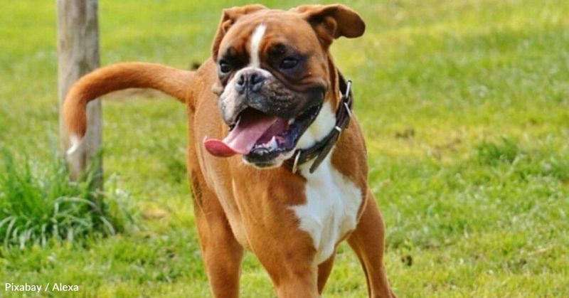 Boxer