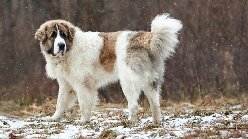 Pyrenean Mastiff: The Gentle Mountain Guardian